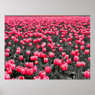 Rosa Tulips Fält Poster