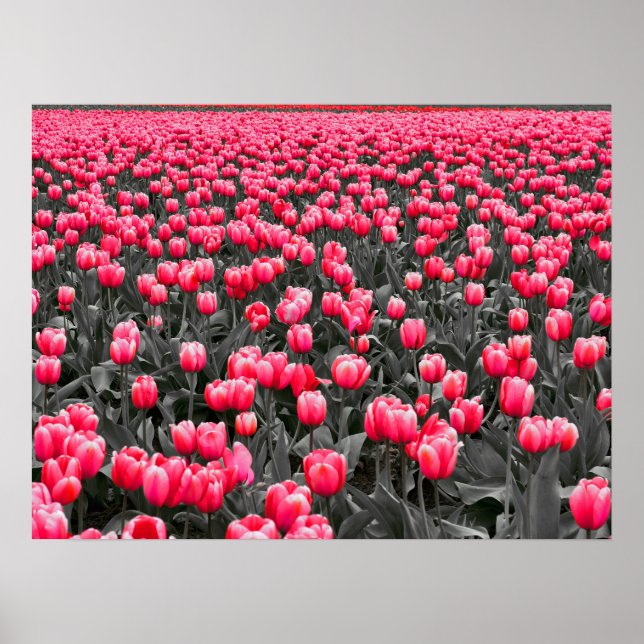Rosa Tulips Fält Poster (Framsidan)