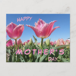 Rosa Tulips Fält Stäng upp Mors dag-vykort Vykort