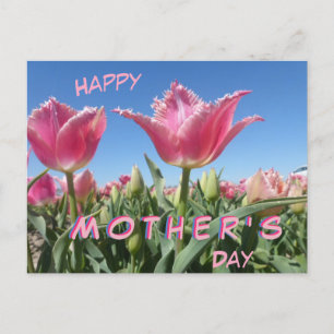 Rosa Tulips Fält Stäng upp Mors dag-vykort Vykort