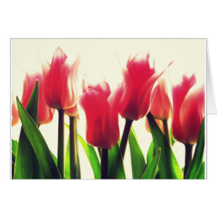 Rosa Tulips Flowers Hälsningskort