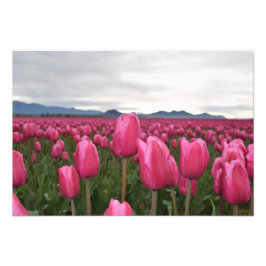 Rosa Tulips Flowers Photo Poster