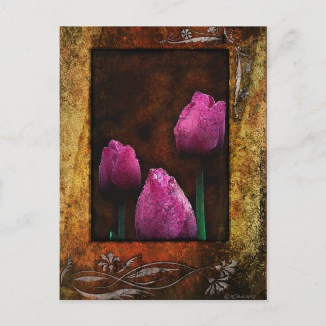 Rosa Tulips Framed Vykort (Framsida)