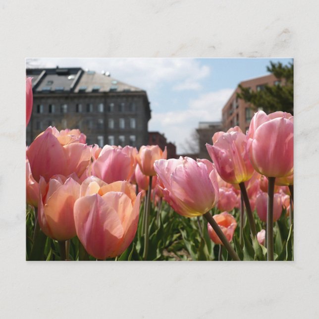 Rosa Tulips i Boston Vykort (Framsida)