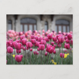 Rosa Tulips i Montreal, Kanada - vykort