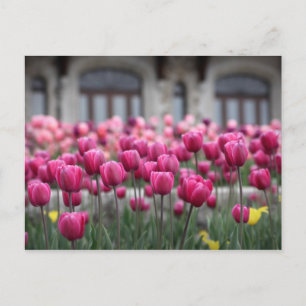Rosa Tulips i Montreal, Kanada - vykort