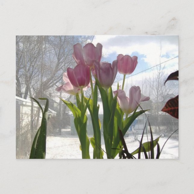 Rosa Tulips i vinter-Sol Vykort (Framsida)