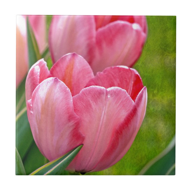 Rosa Tulips Kakelplatta (Framsidan)