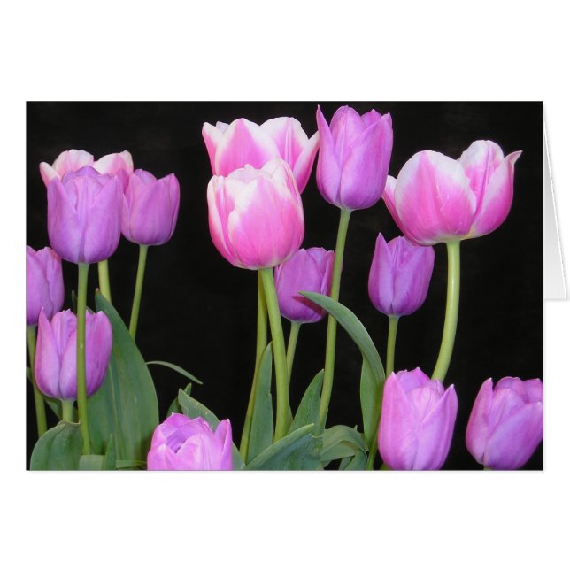 Rosa Tulips-kort Hälsningskort (Framsidan Horizontal)