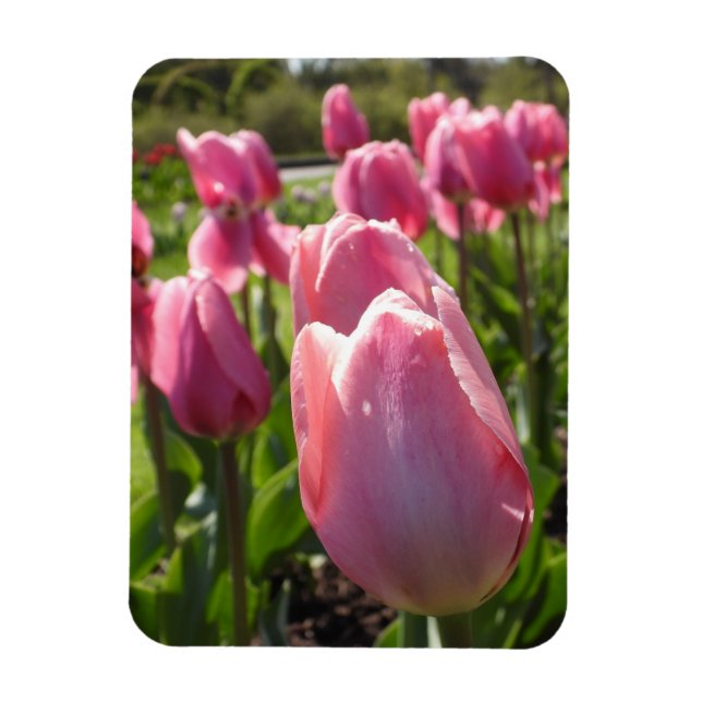Rosa Tulips Magnet (Vertikal)