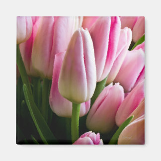Rosa Tulips Magnet