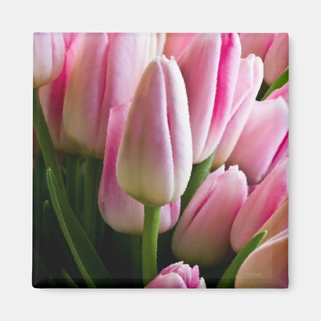 Rosa Tulips Magnet (Framsidan)