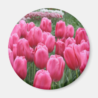 Rosa Tulips Magnet