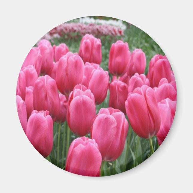 Rosa Tulips Magnet (Framsidan)