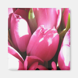 Rosa Tulips Magnet