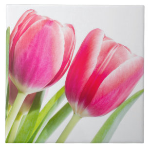 Rosa Tulips med Grönt Löv Photo Kakelplatta