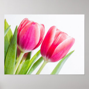 Rosa Tulips med Grönt Löv Photo Poster
