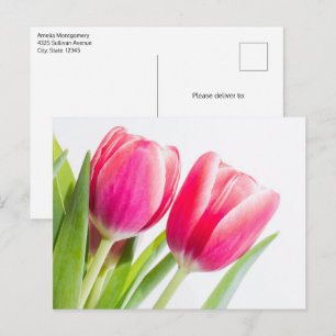 Rosa Tulips med Grönt Löv Photo Vykort
