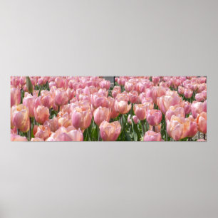 Rosa Tulips med sol-kyss Poster