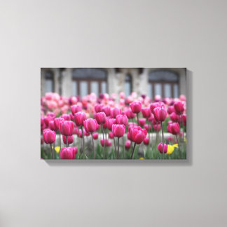 Rosa Tulips - Montreal (Canvas) Canvastryck