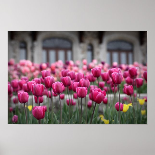 Rosa Tulips - Montreal (Poster) Poster (Framsidan)