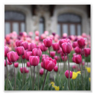 Rosa Tulips - Montreal (Skriv ut) Fototryck