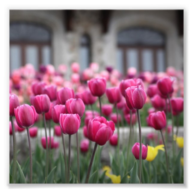 Rosa Tulips - Montreal (Skriv ut) Fototryck (Framsidan)