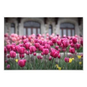 Rosa Tulips - Montreal (Skriv ut) Fototryck