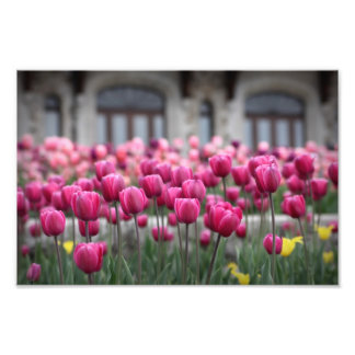 Rosa Tulips - Montreal (Skriv ut) Fototryck