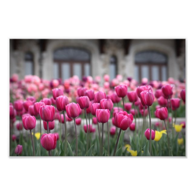 Rosa Tulips - Montreal (Skriv ut) Fototryck (Framsidan)