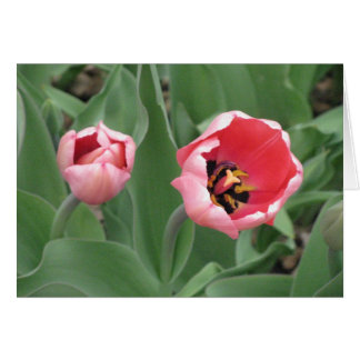 Rosa Tulips OBS Kort
