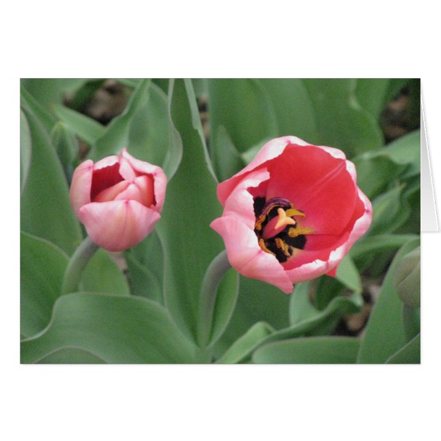 Rosa Tulips OBS Kort (Framsidan Horizontal)