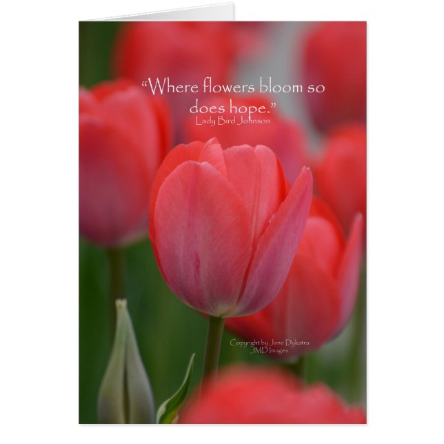 Rosa Tulips OBS Kort (Framsidan)