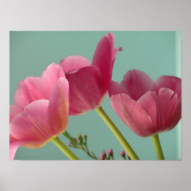 Rosa Tulips Poster (Framsidan)