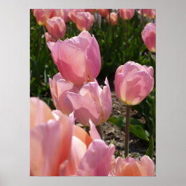 Rosa Tulips Poster