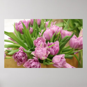 Rosa Tulips Poster