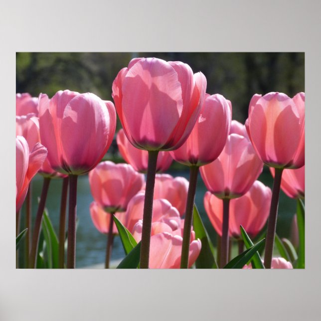 Rosa Tulips Poster (Framsidan)