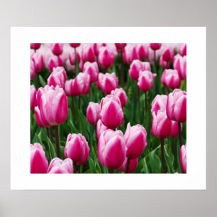 Rosa Tulips Poster