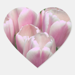 Rosa Tulips Sticker Hjärtformat Klistermärke