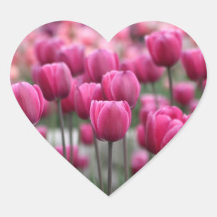 Rosa Tulips Stickers Hjärtformat Klistermärke