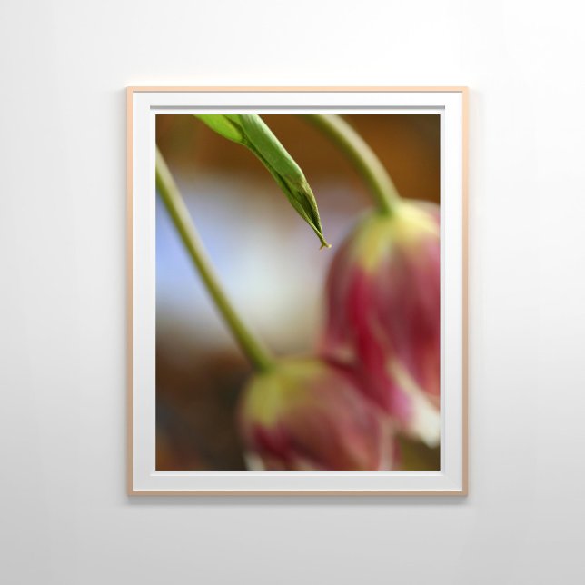Rosa Tulips still Life Poster (Skapare uppladdad)