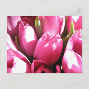 Rosa Tulips Vykort