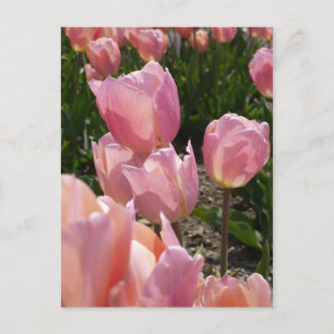 Rosa Tulips Vykort