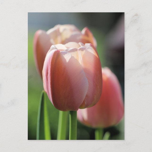 Rosa Tulips Vykort (Framsida)