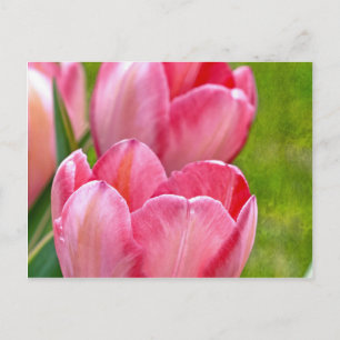 Rosa Tulips Vykort