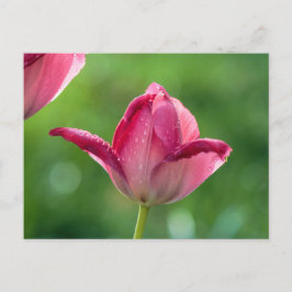 Rosa tulp på dagg vykort