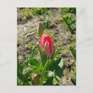 Rosa tulpan i park vykort