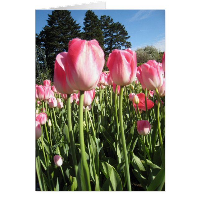 Rosa tulpan OBS kort (Framsidan)