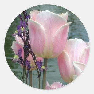 Rosa tulpan runt klistermärke