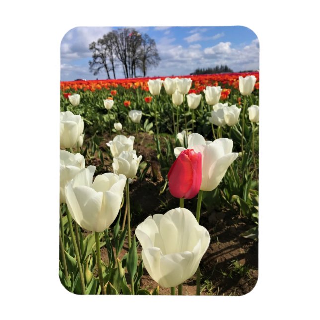 Rosa tulpan som sticker ut, Oregon Magnet (Vertikal)